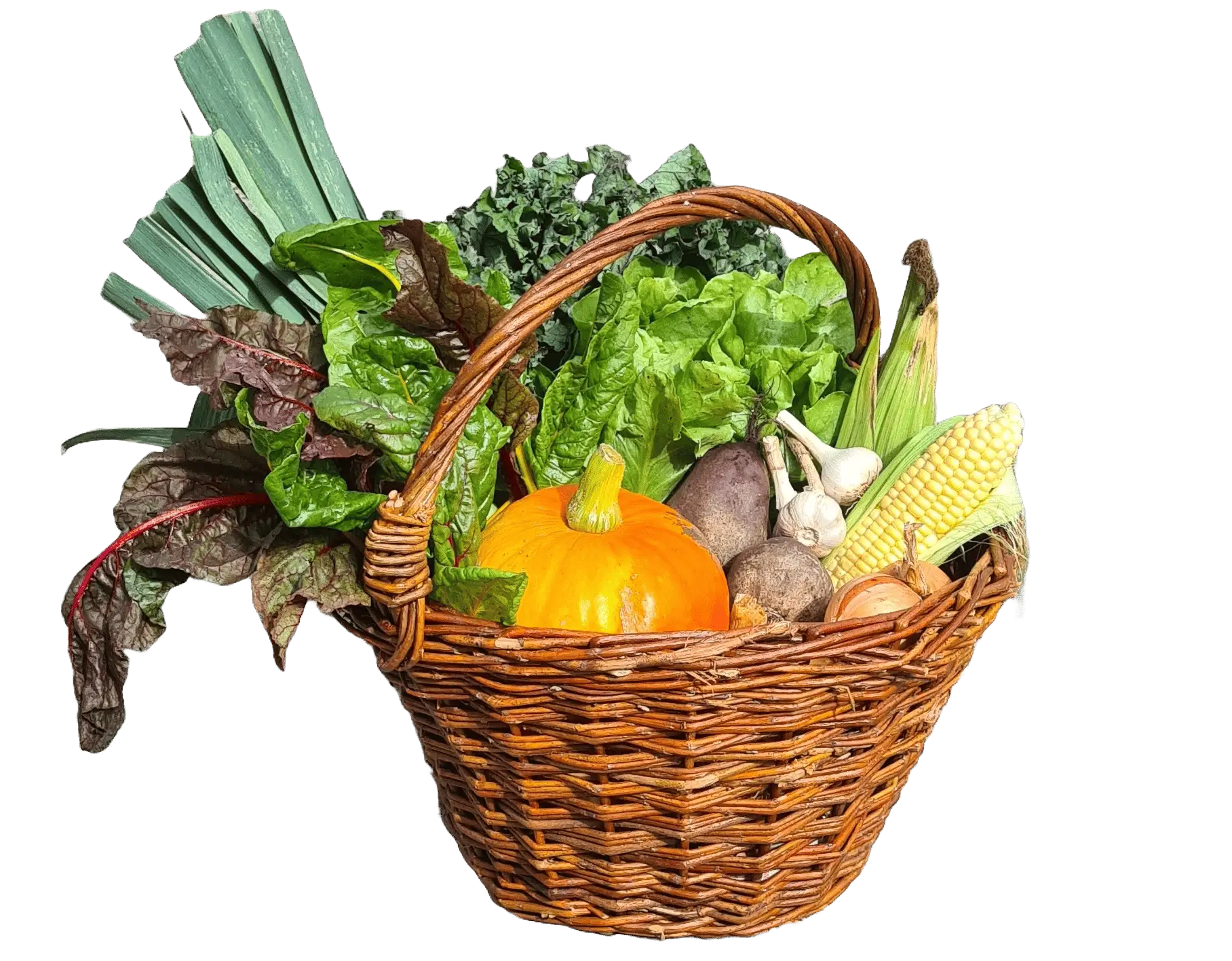 Gemüseernte Gemüseernte